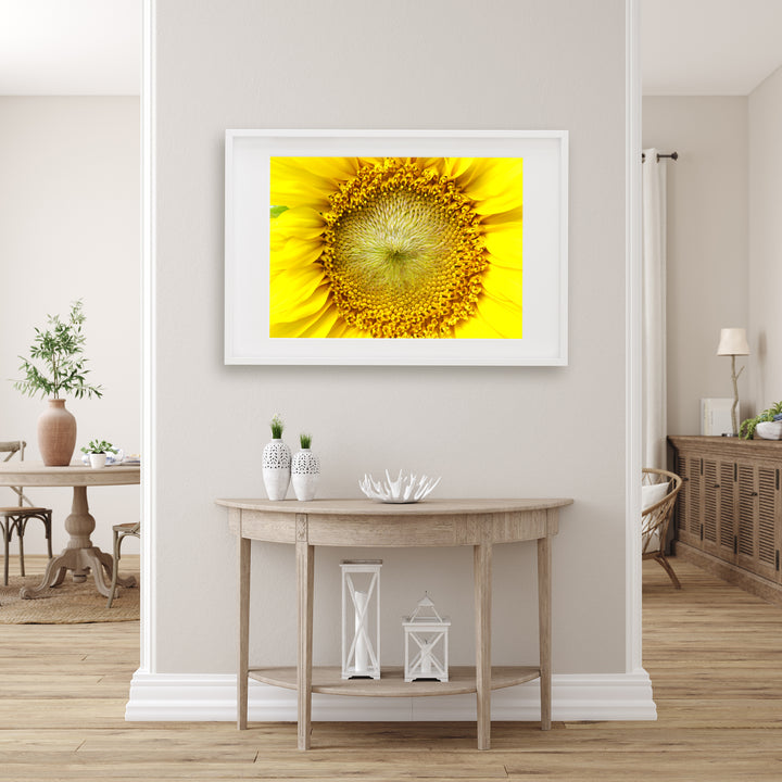 Sunflower | Fine Art Photography Print