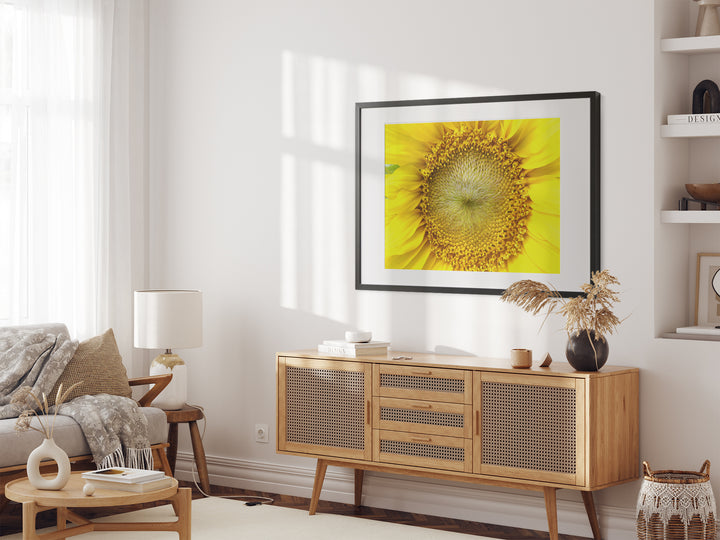 Sunflower | Fine Art Photography Print