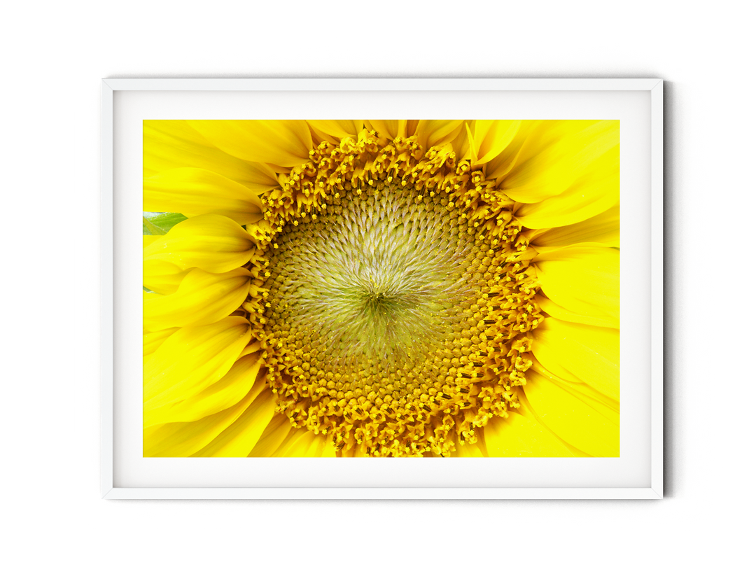 Sunflower | Fine Art Photography Print