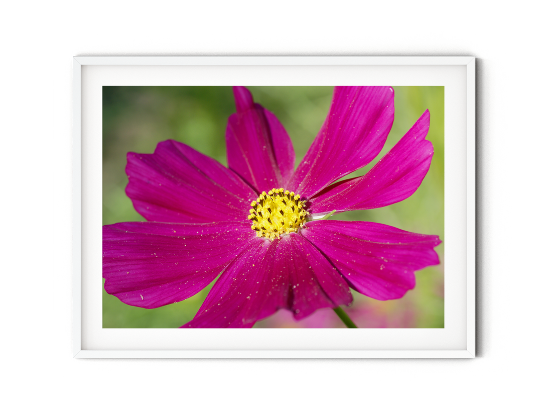 Pink Cosmos Flower | Fine Art Photography Print