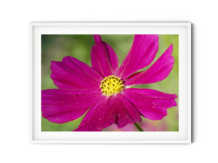 Pink Cosmos Flower | Fine Art Photography Print