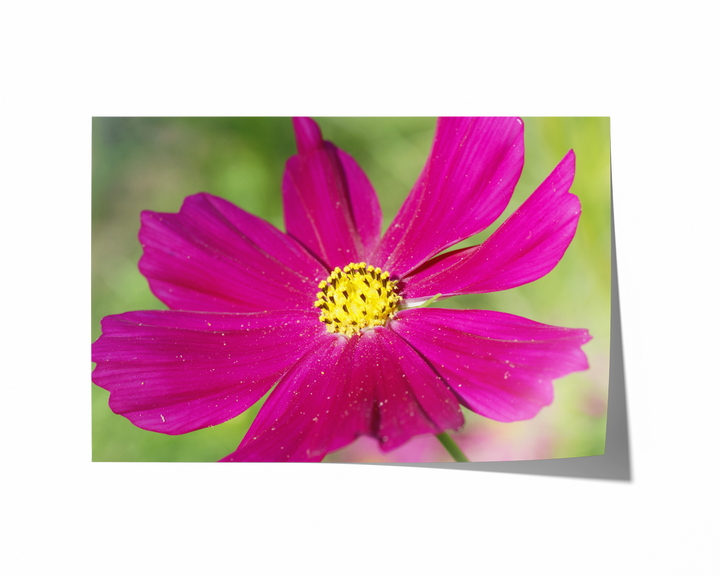 Pink Cosmos Flower | Fine Art Photography Print