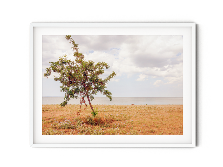 Lonely Coastal Tree | Fine Art Photography Print