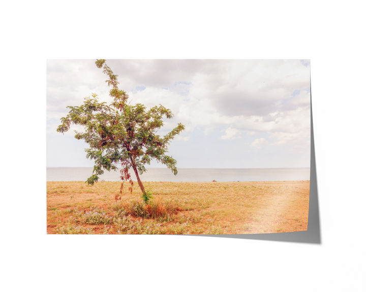 Lonely Coastal Tree | Fine Art Photography Print