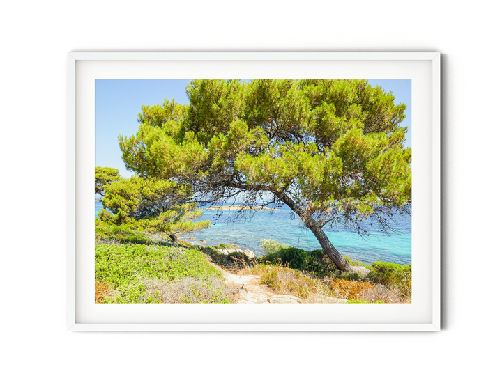 Coastal Pine Tree II | Fine Art Photography Print