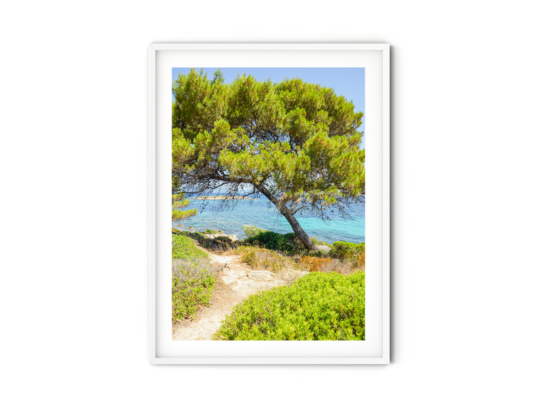 Coastal Pine Tree III | Fine Art Photography Print