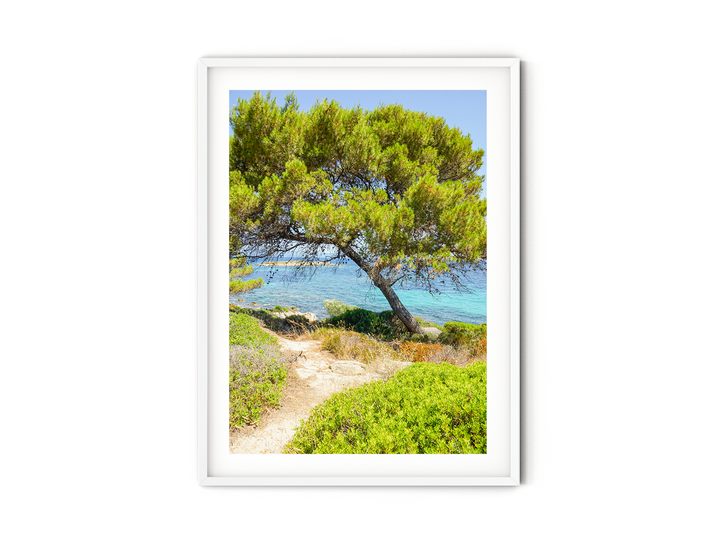 Coastal Pine Tree III | Fine Art Photography Print