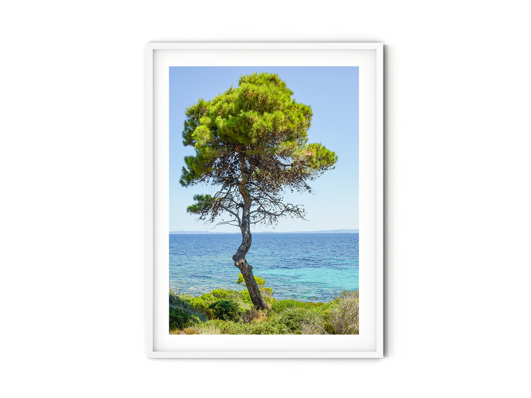 Coastal Pine Tree IV | Fine Art Photography Print