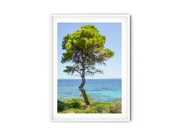 Coastal Pine Tree IV | Fine Art Photography Print