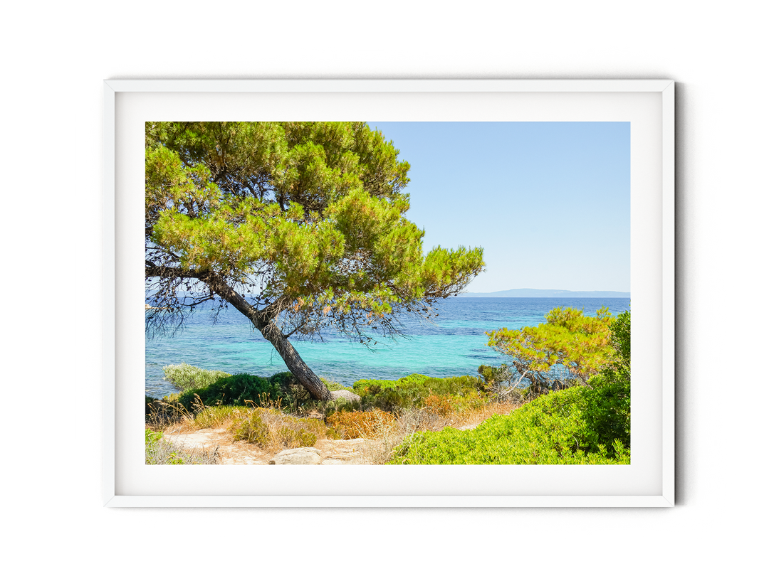 Coastal Pine Tree V | Fine Art Photography Print