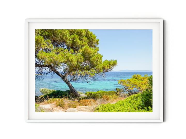 Coastal Pine Tree V | Fine Art Photography Print