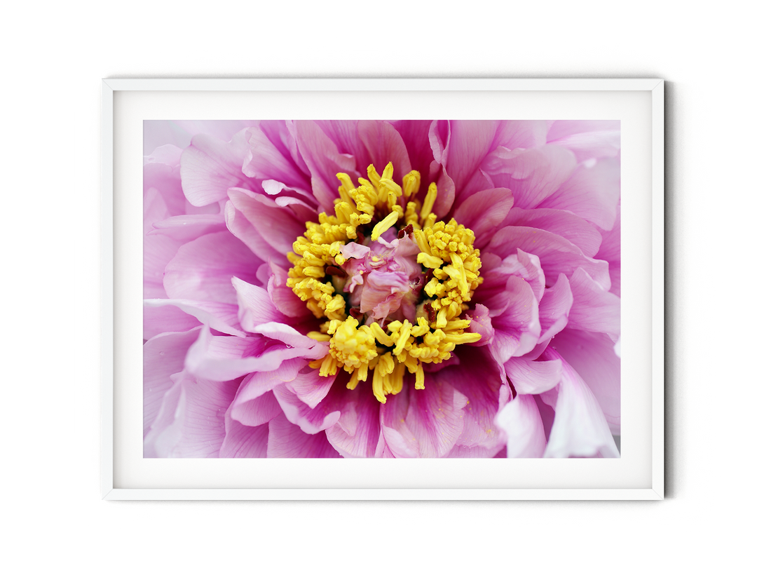 Pink Peony I | Fine Art Photography Print