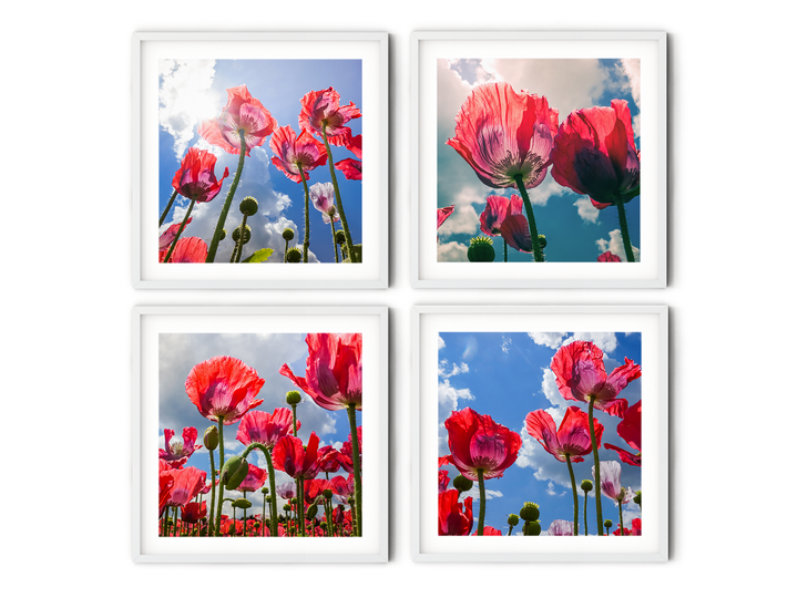 Poppy Flower Gallery Wall | Fine Art Photography Print Set