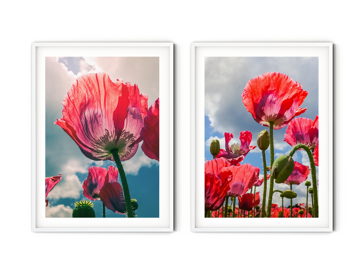 Red Poppy Flower Gallery Wall | Fine Art Photography Print Set