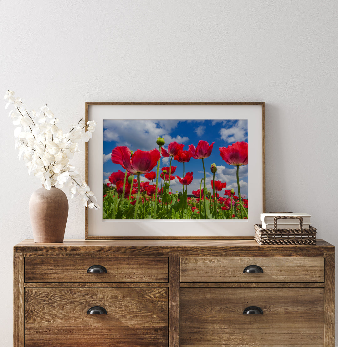 Red Poppy Flowers VIII | Fine Art Photography Print