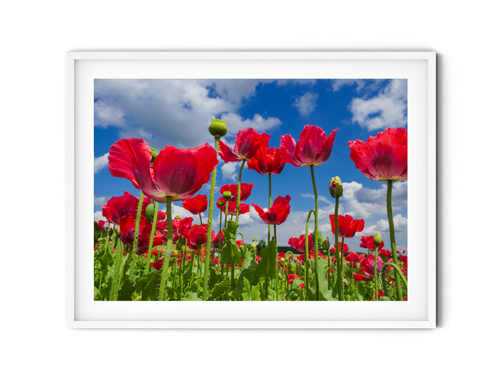 Red Poppy Flowers VIII | Fine Art Photography Print