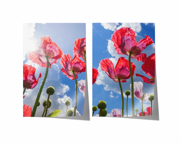 Red Poppies Gallery Wall | Fine Art Photography Print Set