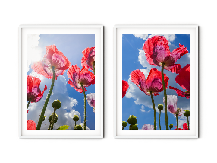 Red Poppies Gallery Wall | Fine Art Photography Print Set