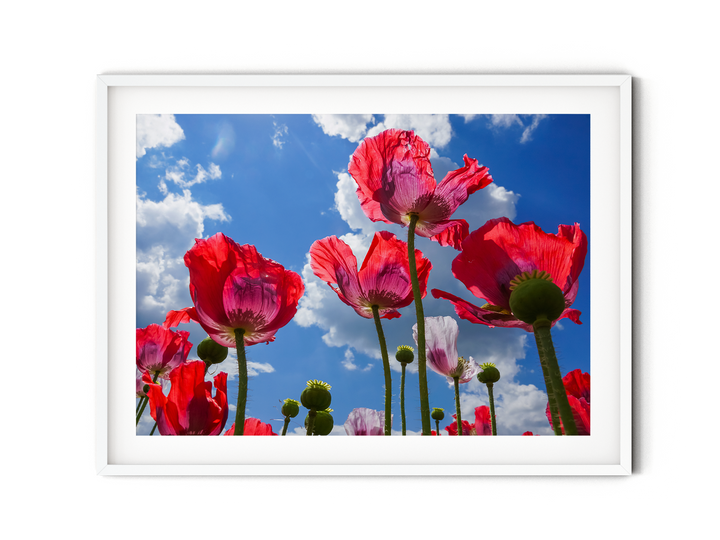 Red Poppy Flowers VII | Fine Art Photography Print