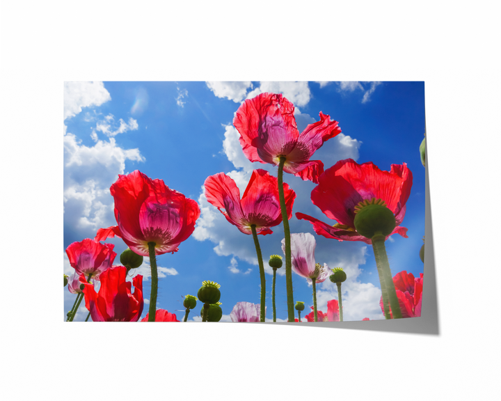 Rote Mohnblumen VII | Fine Art Poster Print