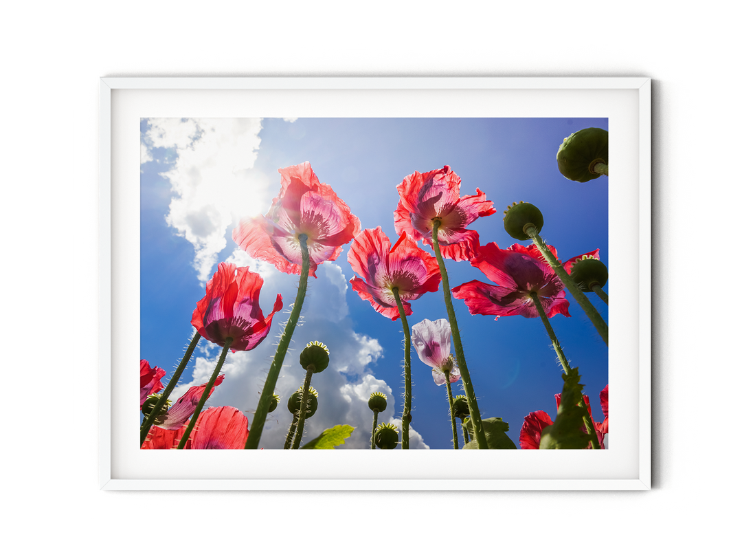 Red Poppy Flowers VI | Fine Art Photography Print