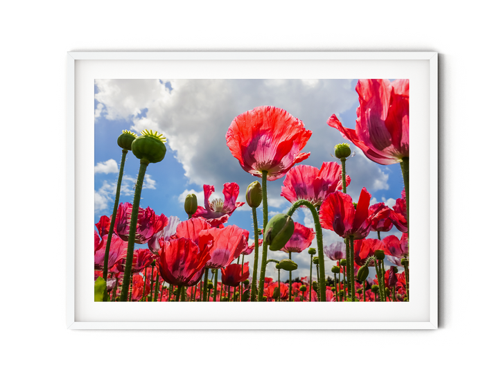 Red Poppy Flowers V | Fine Art Photography Print