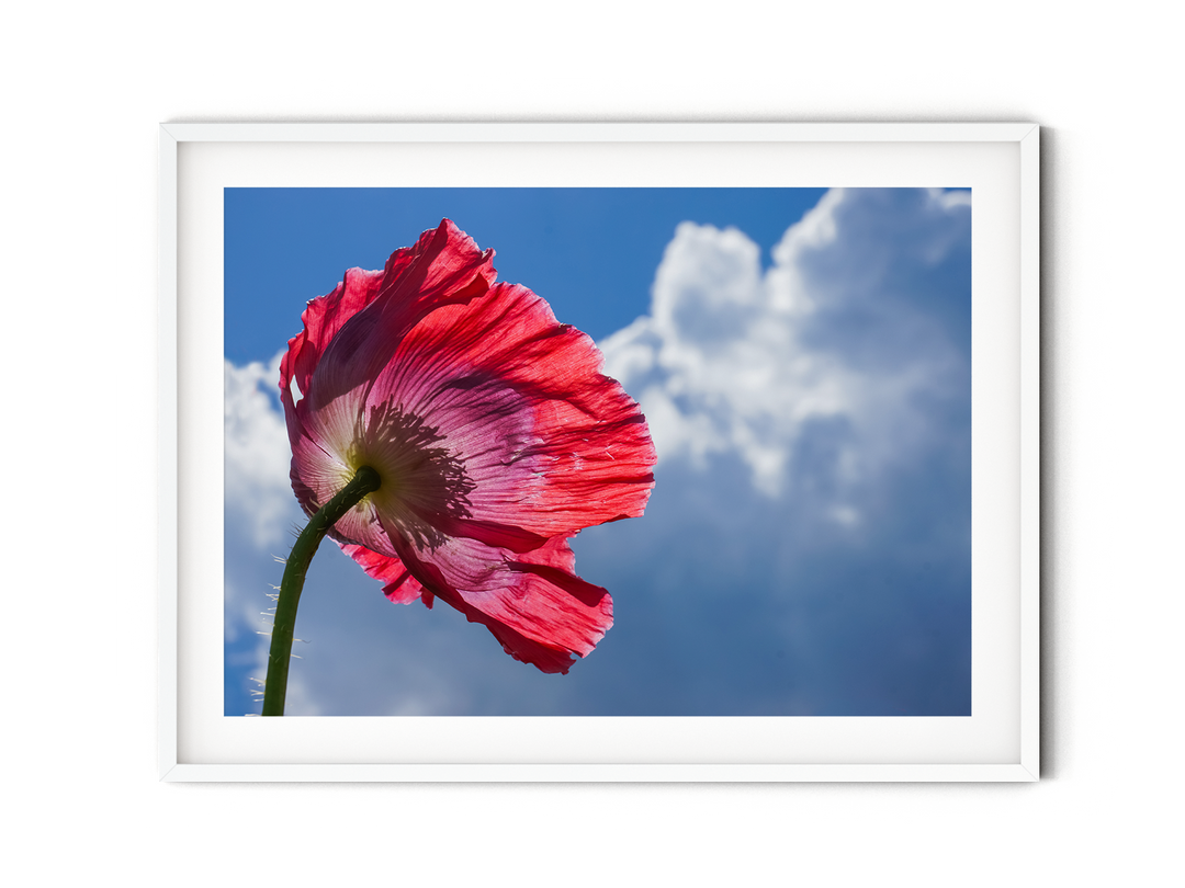 Red Poppy Flowers IV | Fine Art Photography Print