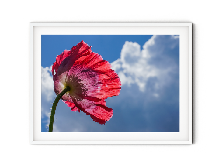 Red Poppy Flowers IV | Fine Art Photography Print