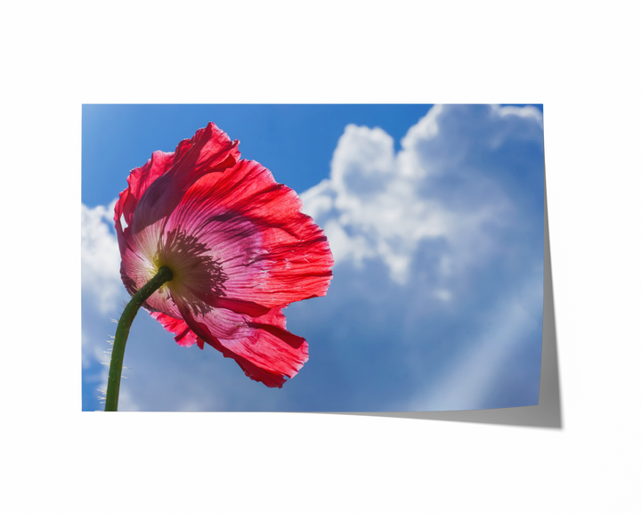 Red Poppy Flowers IV | Fine Art Photography Print