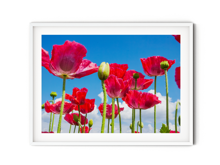 Red Poppy Flowers I | Fine Art Photography Print