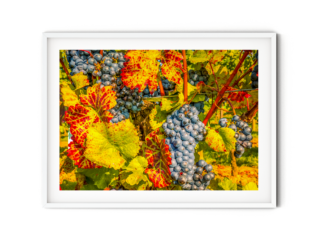 Purple Grapes | Fine Art Photography Print