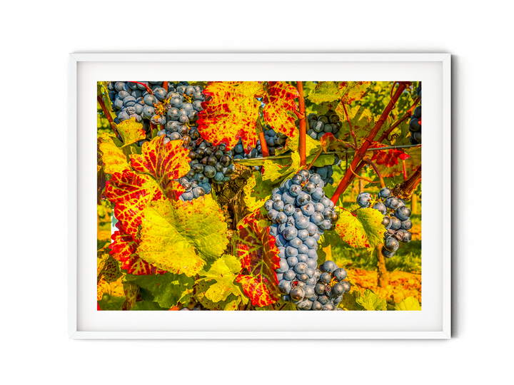 Purple Grapes | Fine Art Photography Print