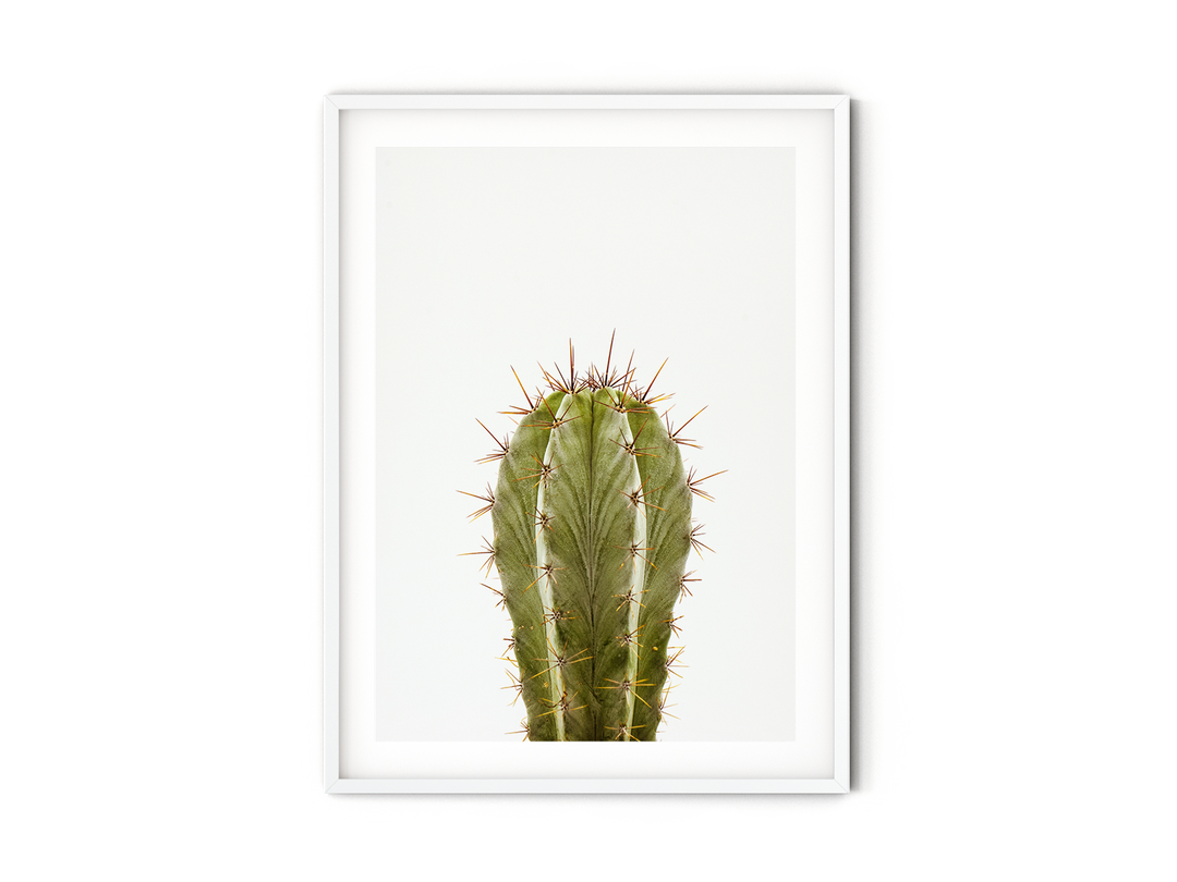 Green Cactus XI | Fine Art Photography Print