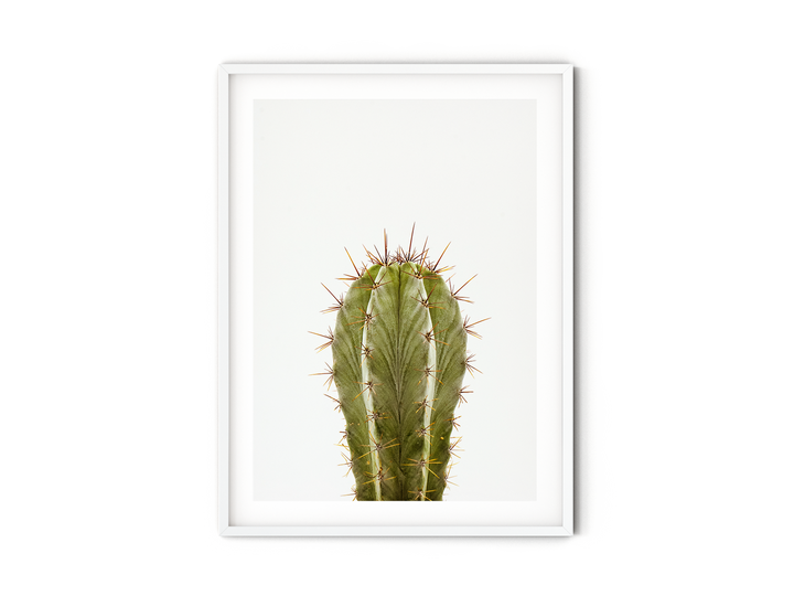 Green Cactus XI | Fine Art Photography Print