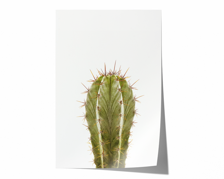 Green Cactus XI | Fine Art Photography Print