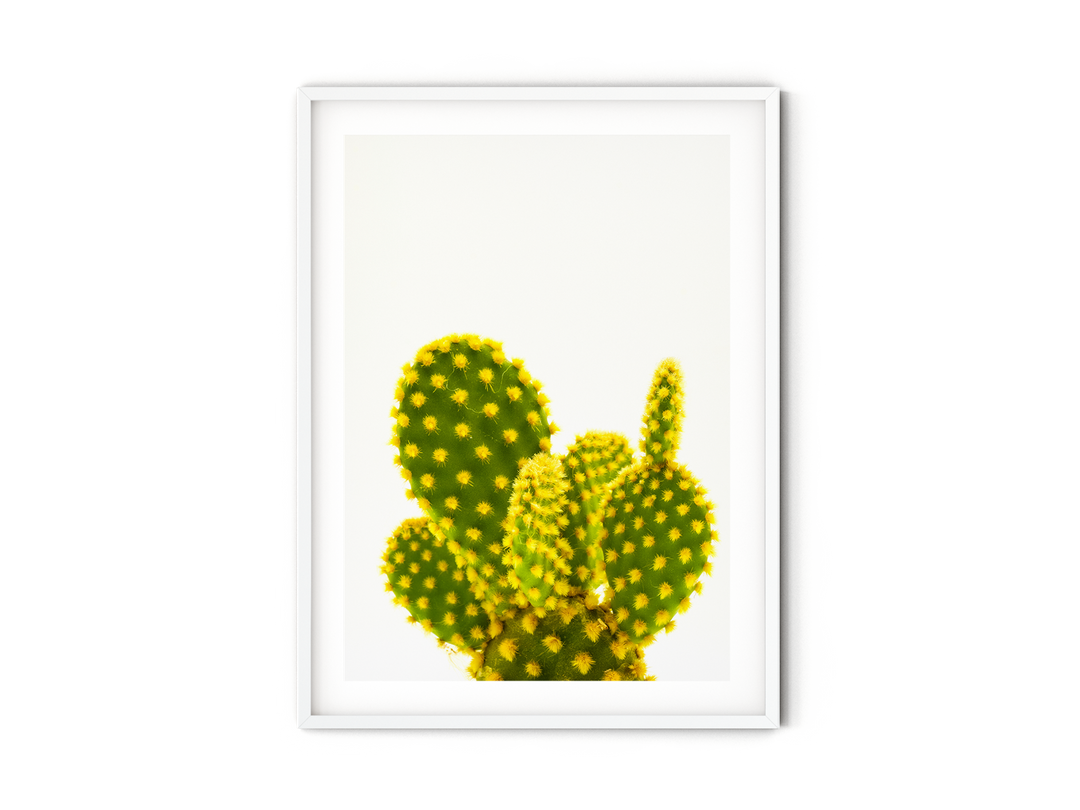 Green Cactus X | Fine Art Photography Print