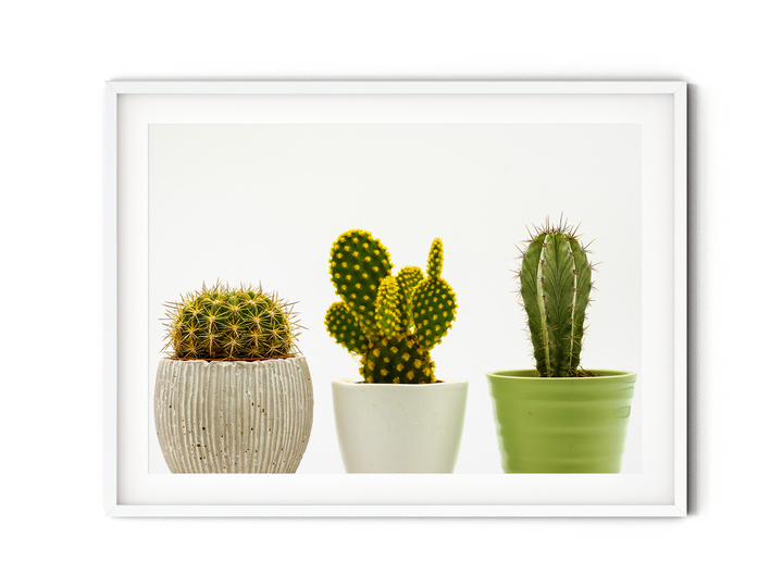 Cacti in Pots II | Fine Art Photography Print