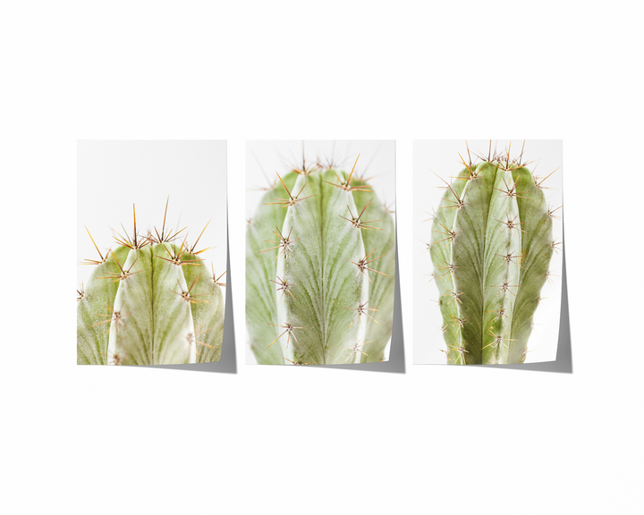 Green Cactus Gallery Wall II | Fine Art Photography Print Set