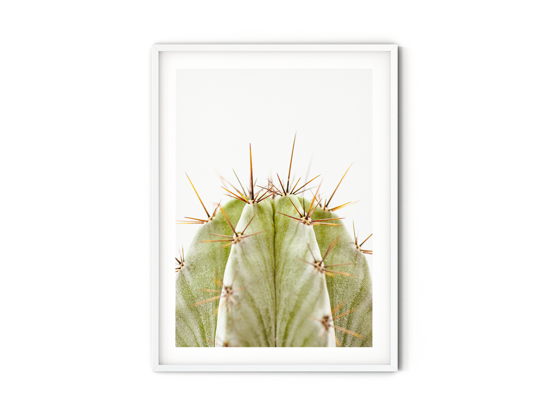 Green Cactus VIII | Fine Art Photography Print