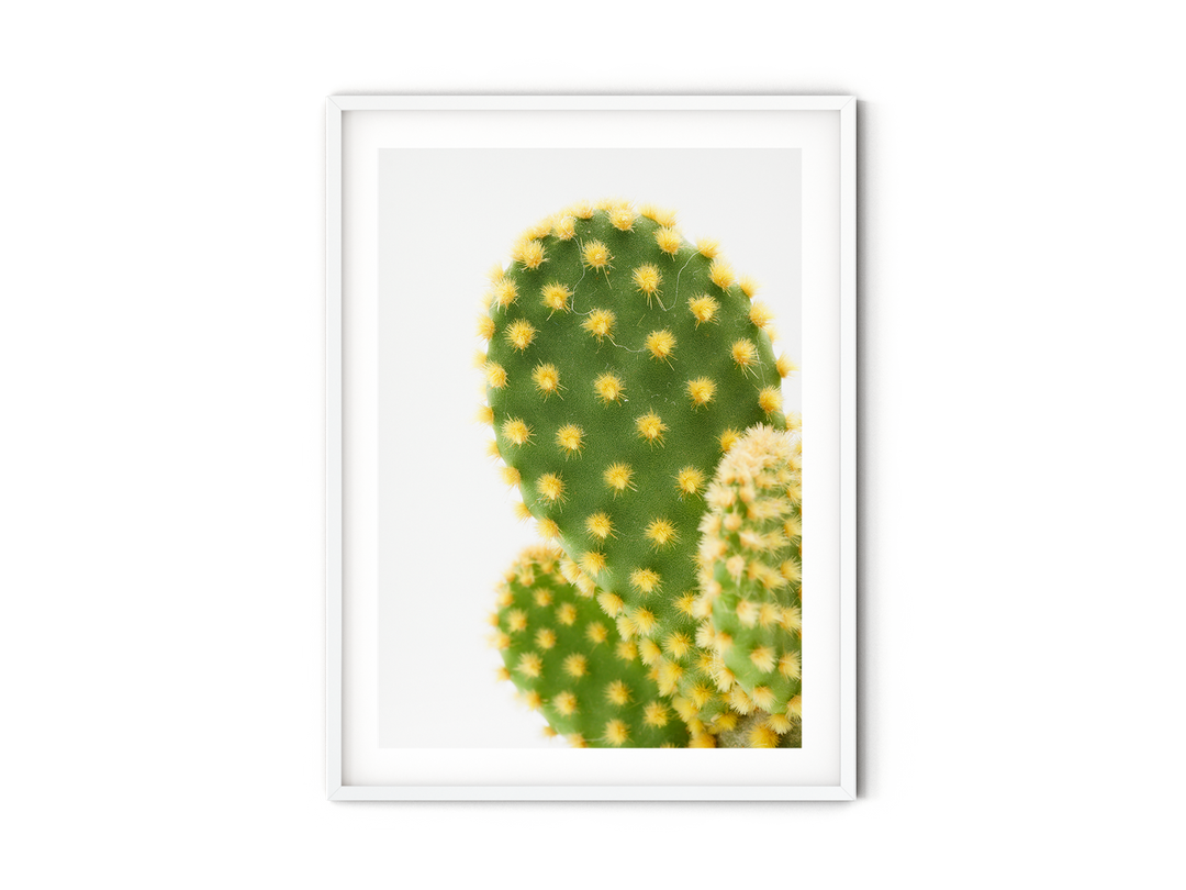 Green Cactus VI | Fine Art Photography Print