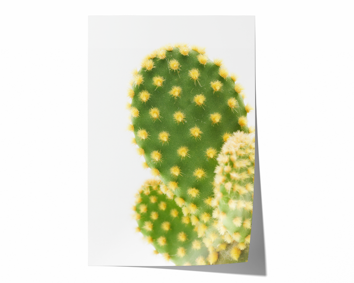 Green Cactus VI | Fine Art Photography Print