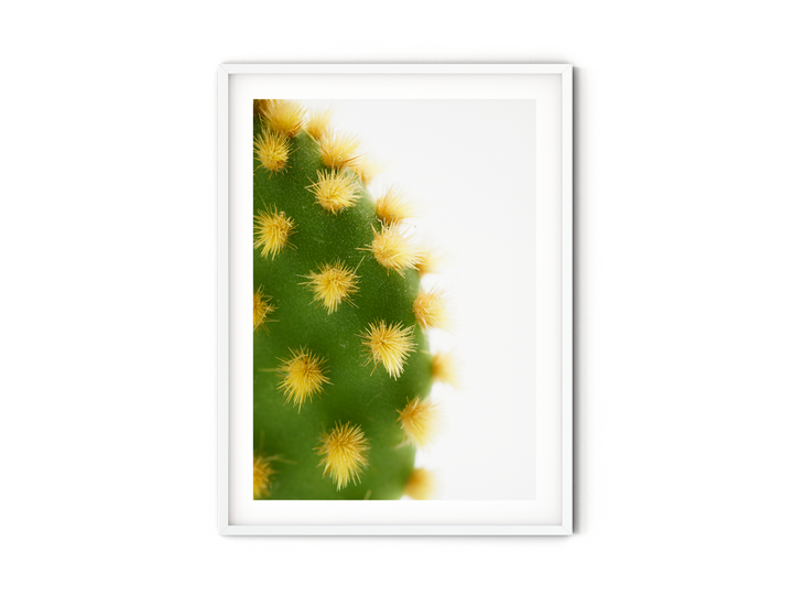 Green Cactus V | Fine Art Photography Print