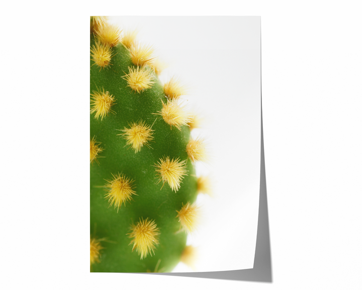 Green Cactus V | Fine Art Photography Print