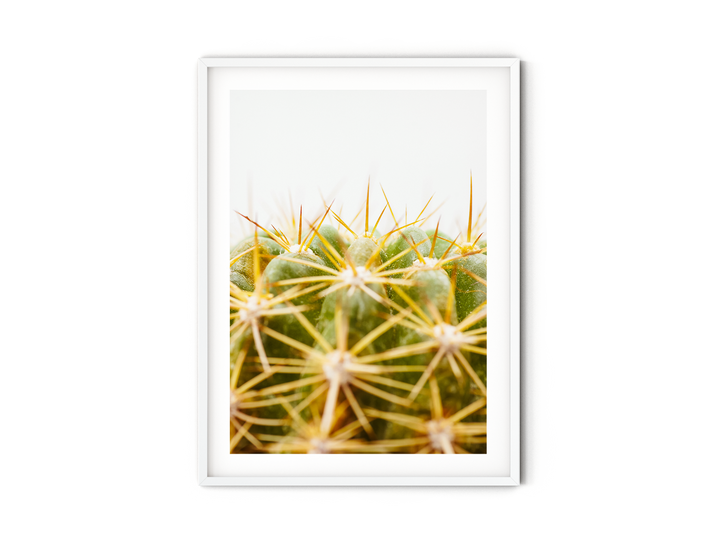 Green Cactus IV | Fine Art Photography Print