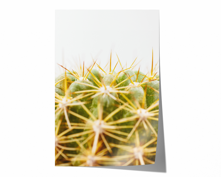 Green Cactus IV | Fine Art Photography Print