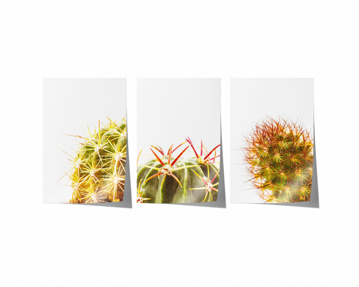 Green Cactus Gallery Wall I | Fine Art Photography Print Set