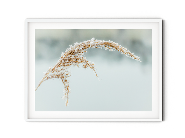 Snowy Reed | Fine Art Photography Print