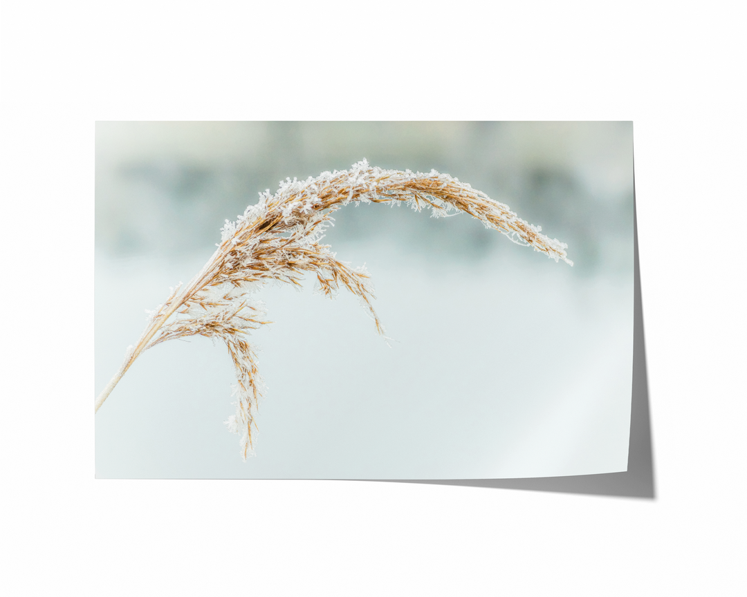 Snowy Reed | Fine Art Photography Print