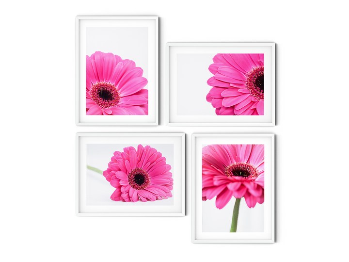 Pink Daisies Gallery Wall II | Fine Art Photography Print Set