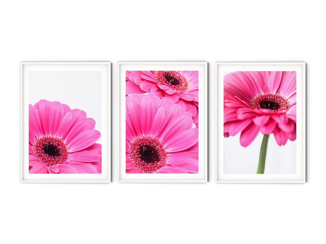 Pink Daisies Gallery Wall I | Fine Art Photography Print Set